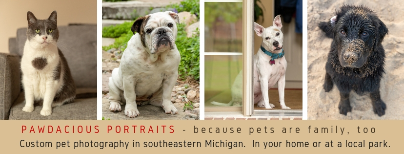 Pawdacious Portraits Facebook cover location summer.jpg